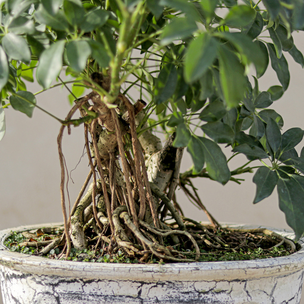 گیاه طبیعی بونسای شفلرا مدل کلکسیونی