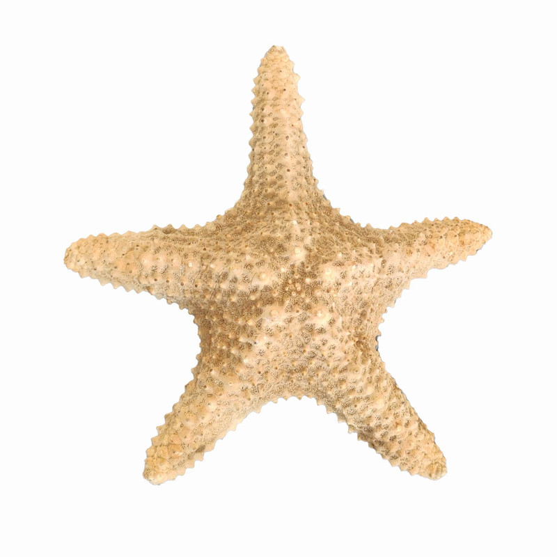 ستاره دریایی تزیینی مدل d6