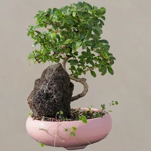 گیاه طبیعی بونسای گلدار کارمونا مدل 6810