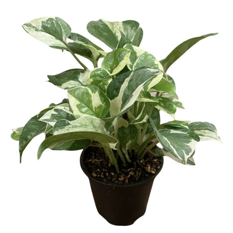 گیاه طبیعی پتوس مدل 432PETA