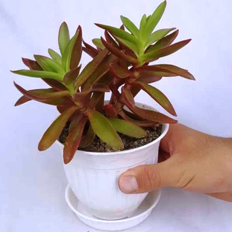 گیاه طبیعی ساکولنت کراسولا آتشین کد k01 گیاه طبیعی ساکولنت کراسولا آتشین کد k01