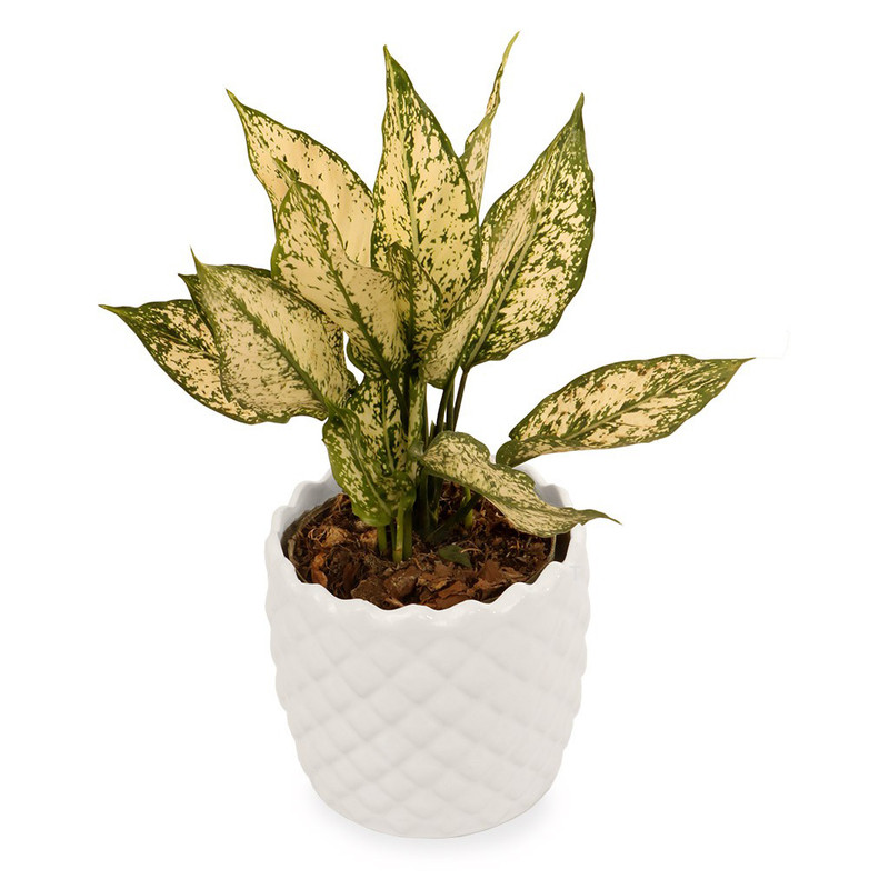 گلدان آگلونما ابلق گلیتال مدل GTL125 گلدان آگلونما ابلق گلیتال مدل GTL125