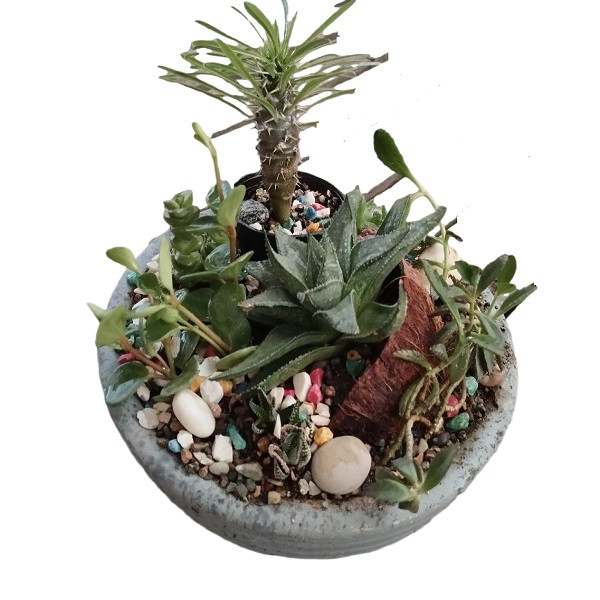 گیاه طبیعی کاکتوس کد 23 گیاه طبیعی کاکتوس کد 23