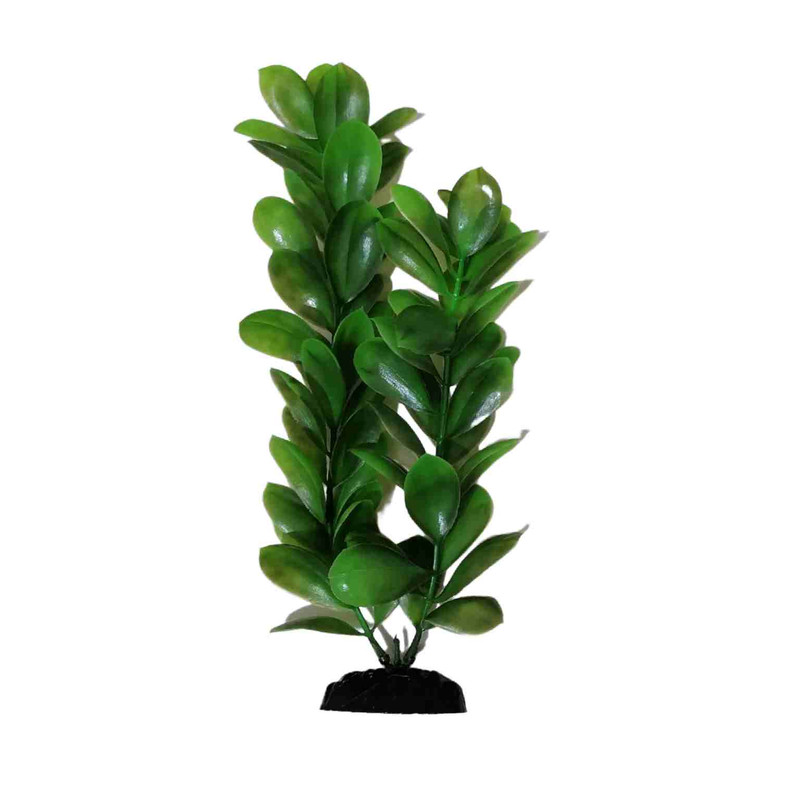 گیاه تزیینی آکواریوم مدل گلبرگ