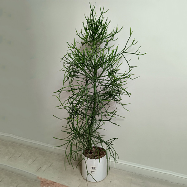 گل طبیعی افوربیا تیروکالی تافکو کد 10000 گل طبیعی افوربیا تیروکالی تافکو کد 10000