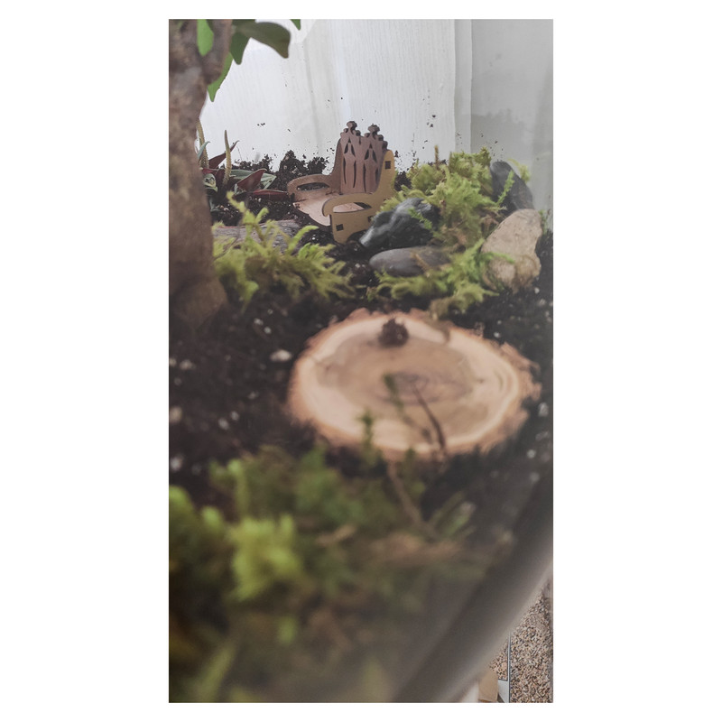 گیاه طبیعی تراریوم کد TRM-tngB گیاه طبیعی تراریوم کد TRM-tngB