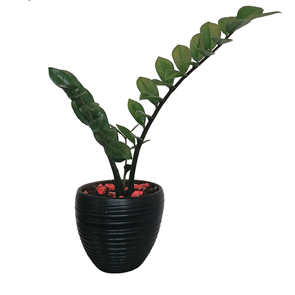 گیاه طبیعی زاموفیلیا مدل 5152352