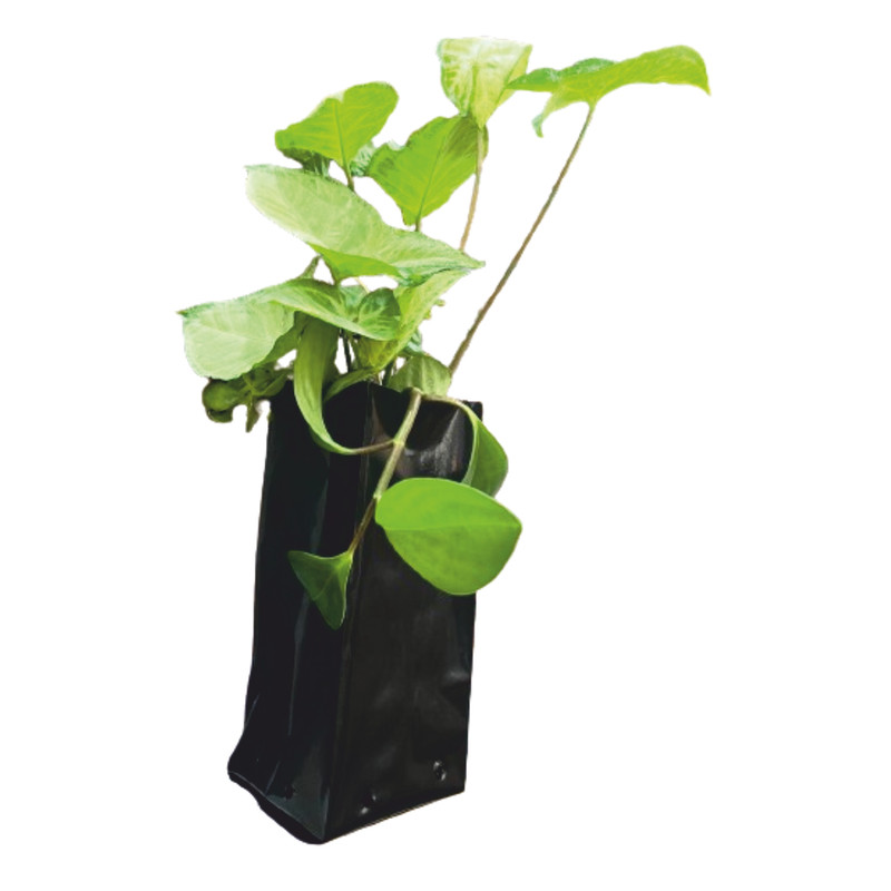 کیسه کاشت نهال مدل 2030 بسته 20 عددی کیسه کاشت نهال مدل 2030 بسته 20 عددی