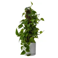 گیاه طبیعی پتوس مدل حصیری پایه دار کد 10463/2202