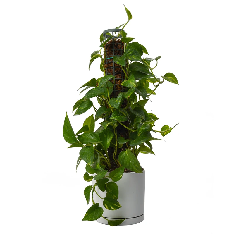 گیاه طبیعی پتوس مدل حصیری پایه دار کد 10463/2202