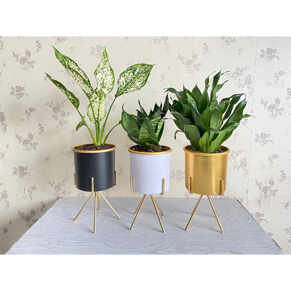 گیاه طبیعی مدل m4150 مجموعه 3 عددی