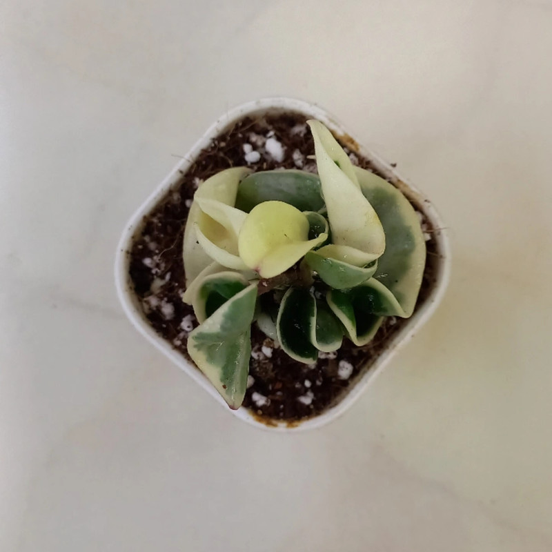 گیاه طبیعی هویا فر ابلق مدل کامپکتا ابلق