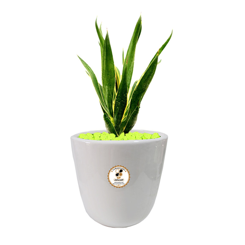 گیاه طبیعی سانسوریا لب طلایی شرکت گلباران سبز گیلان مدل GN13-38L