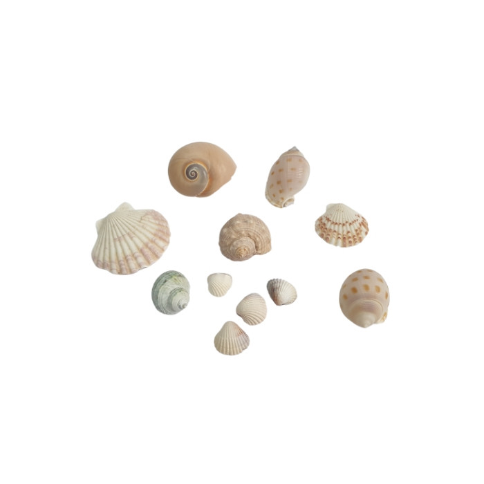 صدف تزیینی آکواریوم  کد 7087 مجموعه 10 عددی