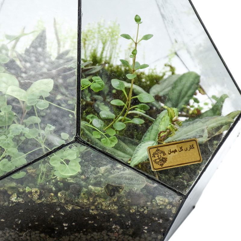 کیاه ویواریوم هیمان مدل الماسی کد HV004 کیاه ویواریوم هیمان مدل الماسی کد HV004