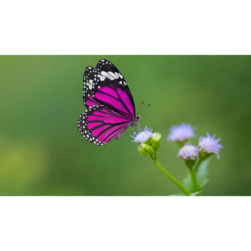 تابلو شاسی طرح گل و پروانه مدل T8095
