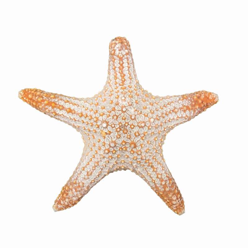 ستاره دریایی تزیینی مدل n3