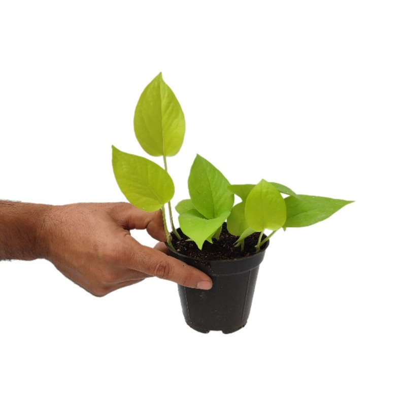 گیاه طبیعی پتوس نئون مدل 06 گیاه طبیعی پتوس نئون مدل 06