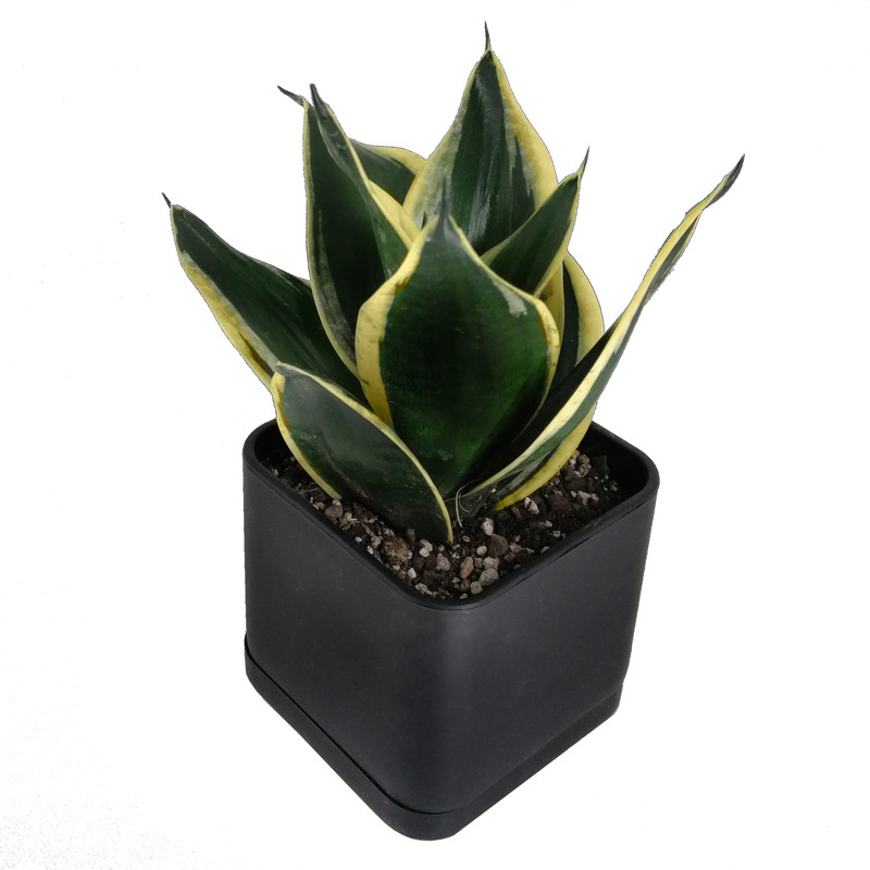 گیاه طبیعی سانسوریا بلک گلد کد 17