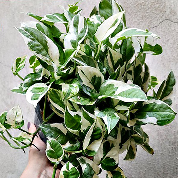 گیاه طبیعی پتوس تافکو مدل مینیاتوری کد 2037