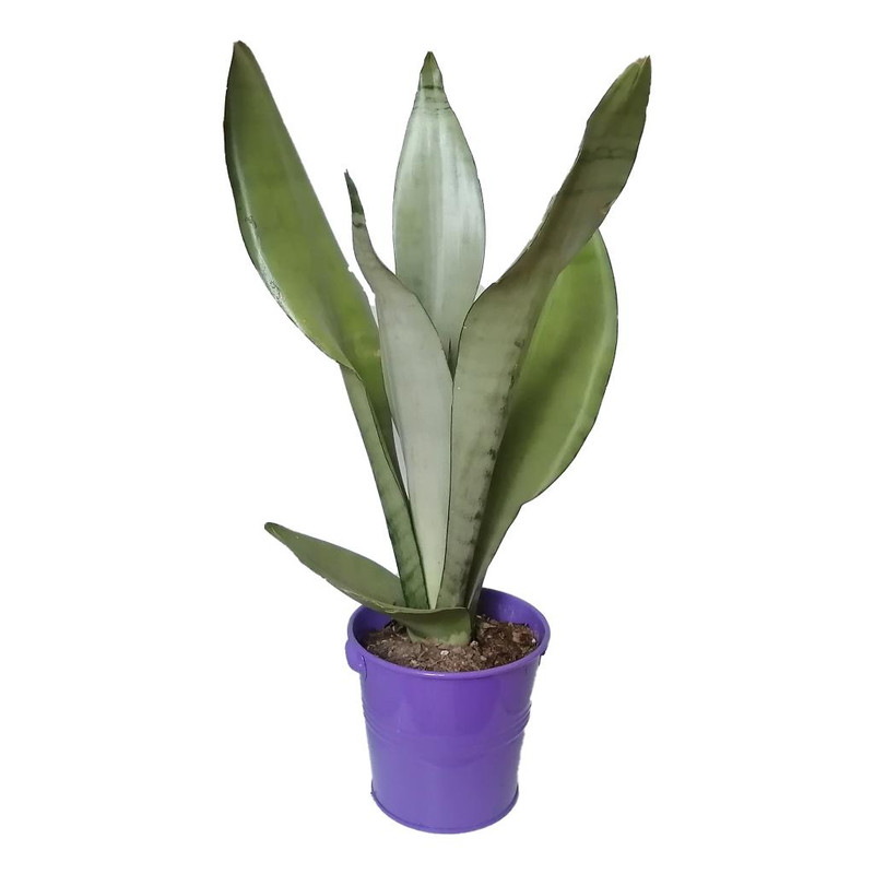 گیاه طبیعی سانسوریا مهتابی کد yf05 گیاه طبیعی سانسوریا مهتابی کد yf05