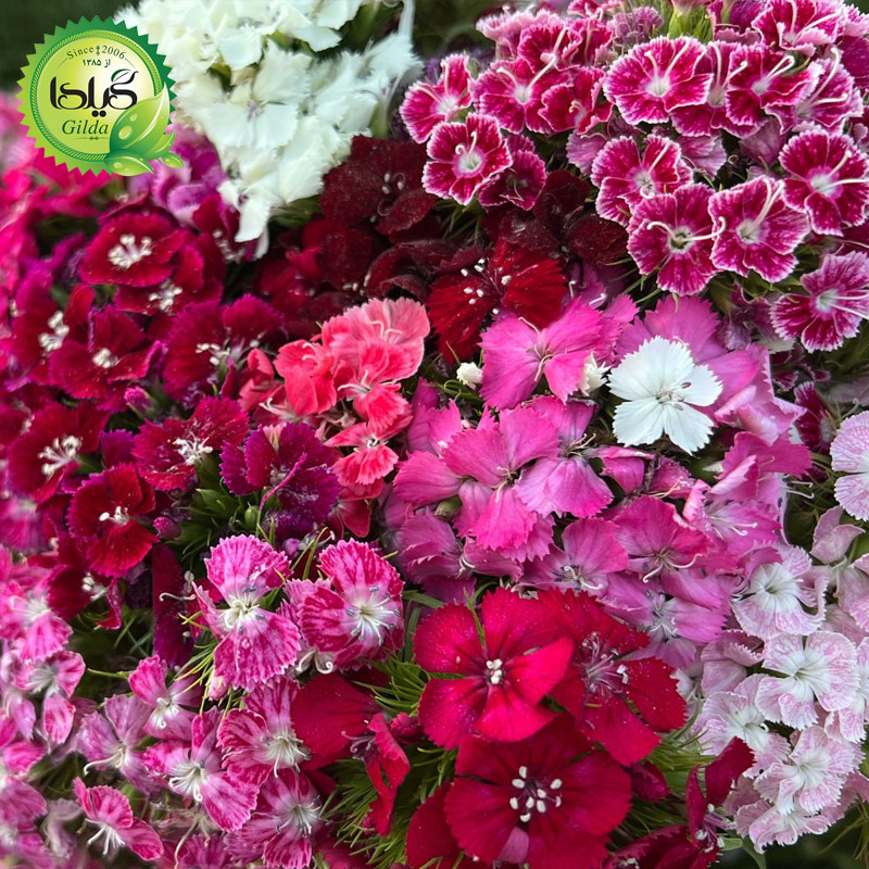 بذر گل های با رویش آسان گیلدا کد 093 مجموعه 10 عددی