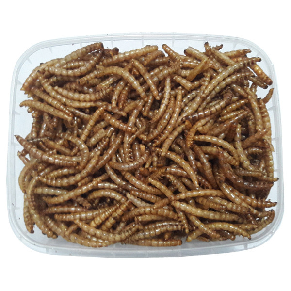 غذا عروس هلندی هوپ فید مدل میلورم وزن 110 گرم