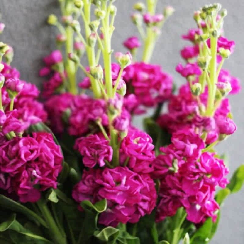 بذر گل شب بو صورتی جی پی سید مدل GP15305 بذر گل شب بو صورتی جی پی سید مدل GP15305