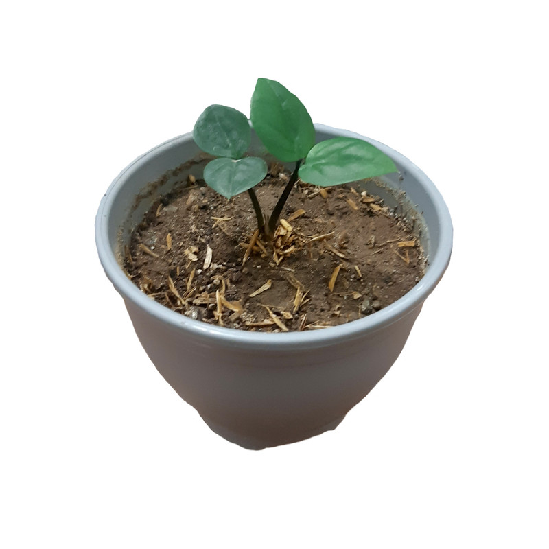 گیاه طبیعی زاموفیلیا کد 103 گیاه طبیعی زاموفیلیا کد 103