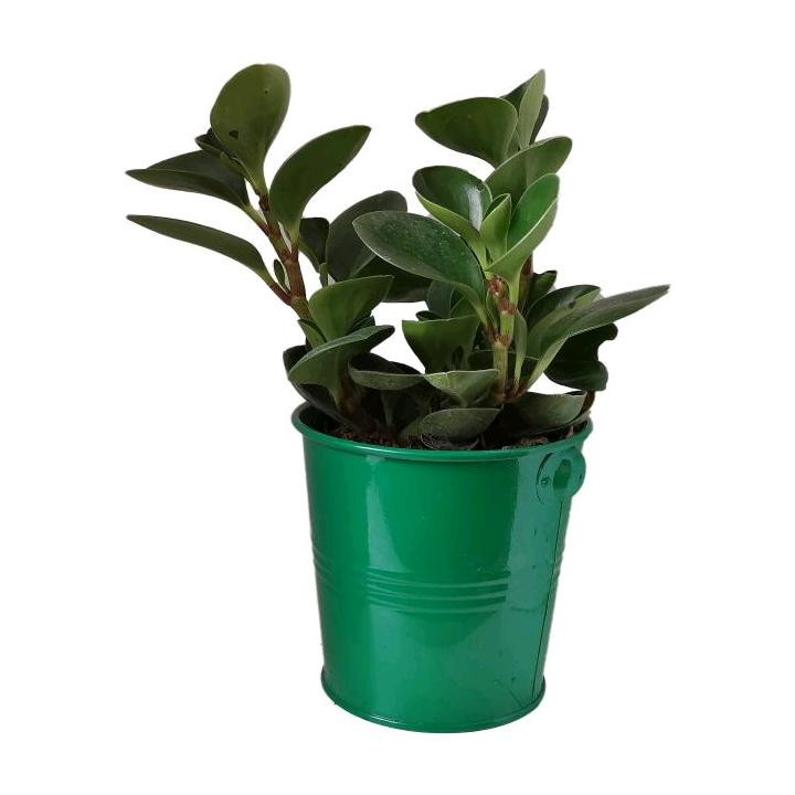 گیاه طبیعی قاشقی کد ef04