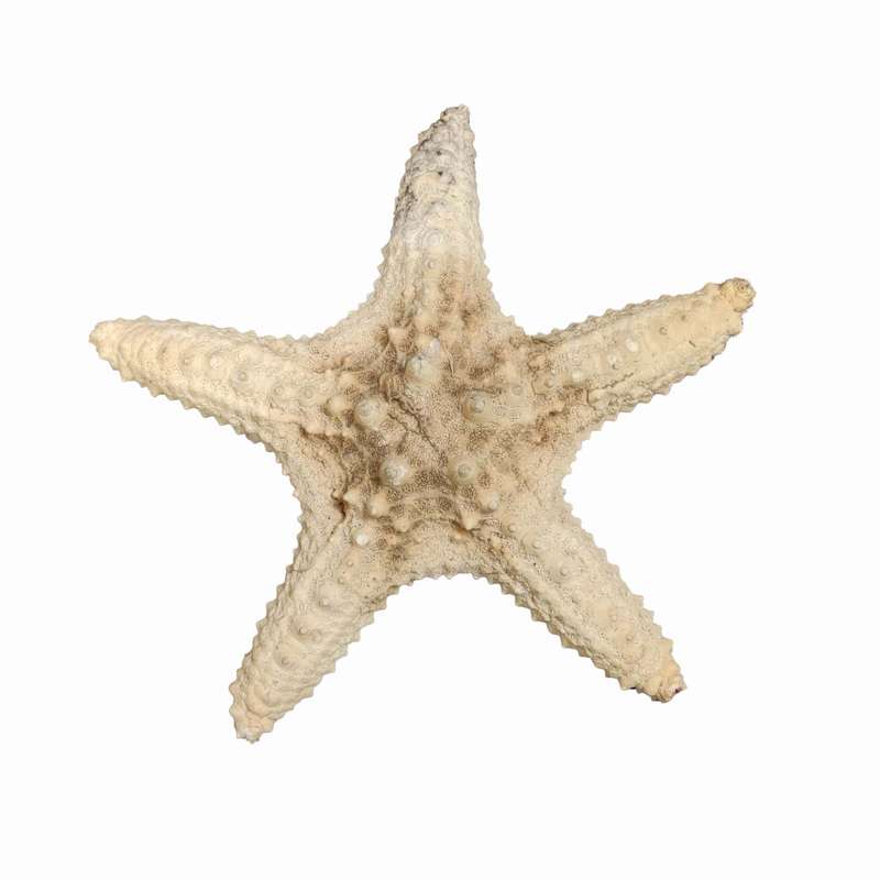 ستاره دریایی تزیینی مدل n13