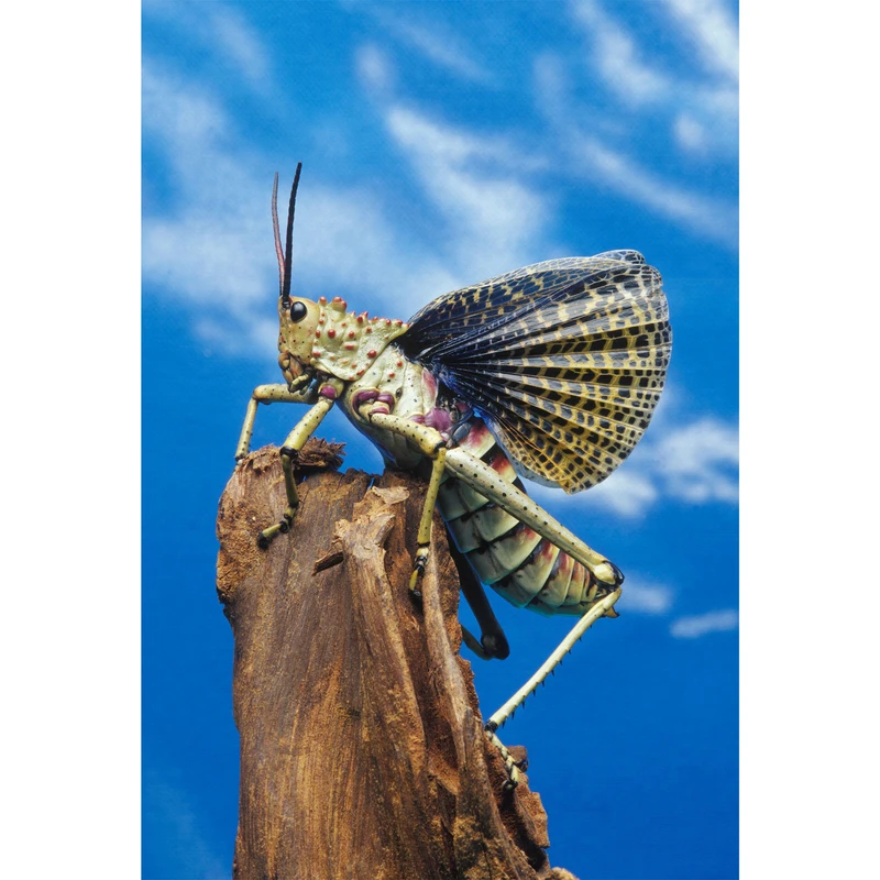 تابلو شاسی طرح آسمان و درخت و ملخ مدل T2202