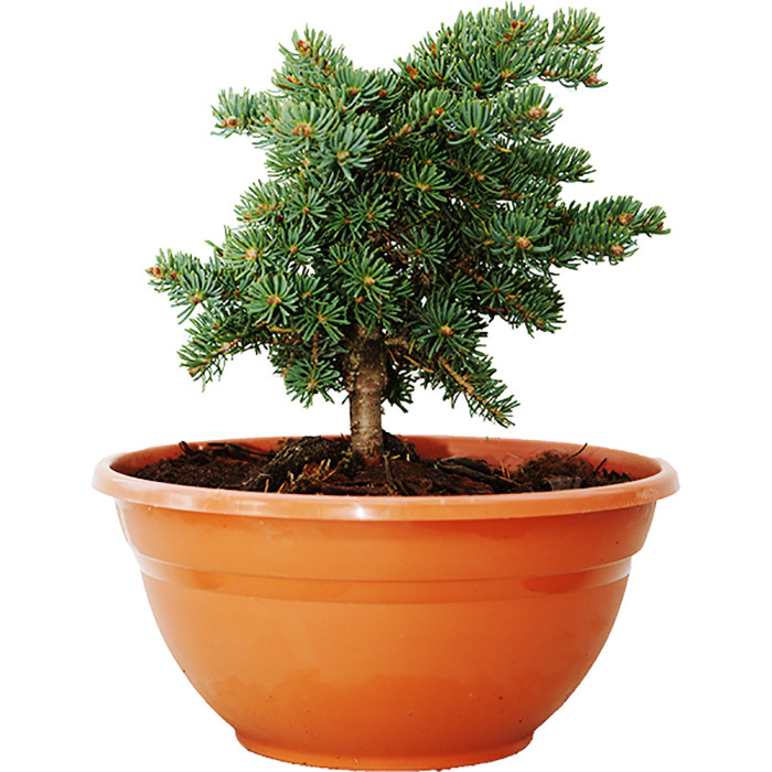 بذر بنسای کاج لویانا وانیا سید مدل T28 بسته 3 عددی