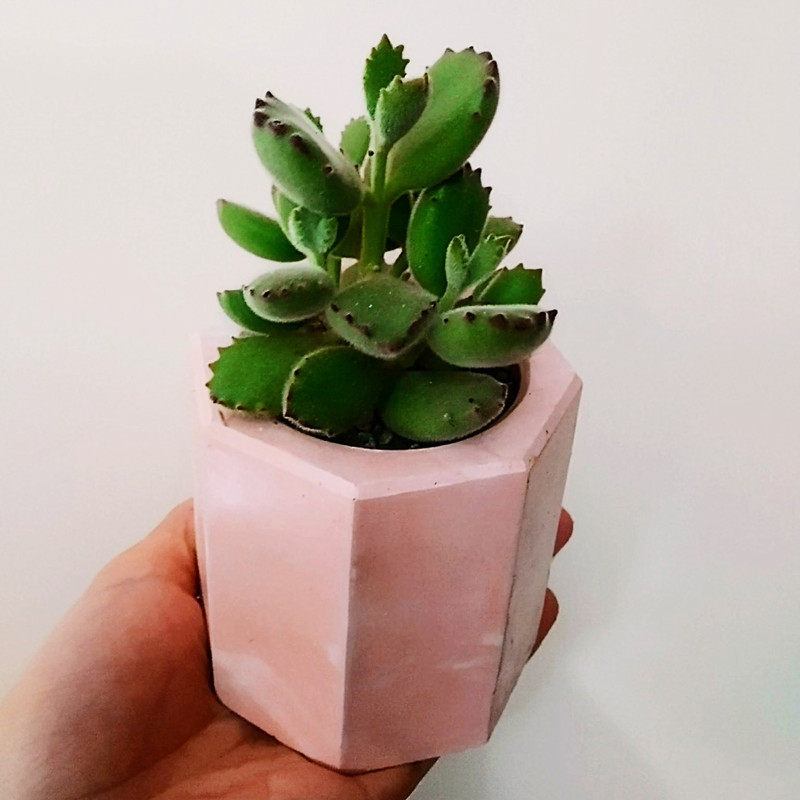 گیاه طبیعی ساکولنت مدل ِD-5 مجموعه 3 عددی گیاه طبیعی ساکولنت مدل ِD-5 مجموعه 3 عددی