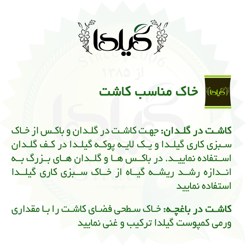 بذر همیشه بهار الوان گیلدا کد 817