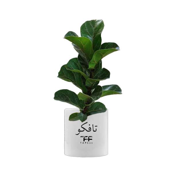 گیاه طبیعی فیکوس لیراتا آفریقایی تافکو مدل مینیاتوری کد s1
