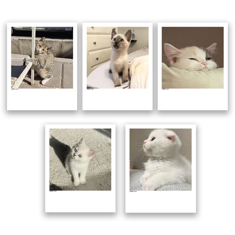 آویز تزیینی عرش مدل فانتزی گربه بامزه کد Asa328 مجموعه پنچ عددی