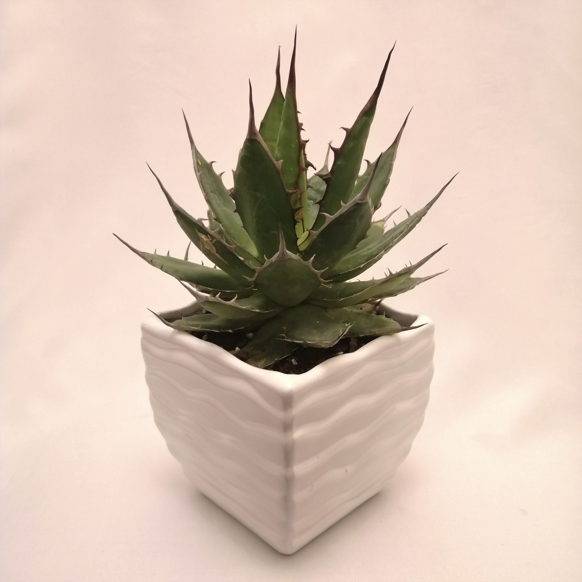 گیاه طبیعی ساکولنت آگاو کد pg_05