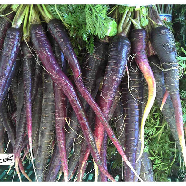 بذر هویج بنفش گلس گاردن مدل GL200