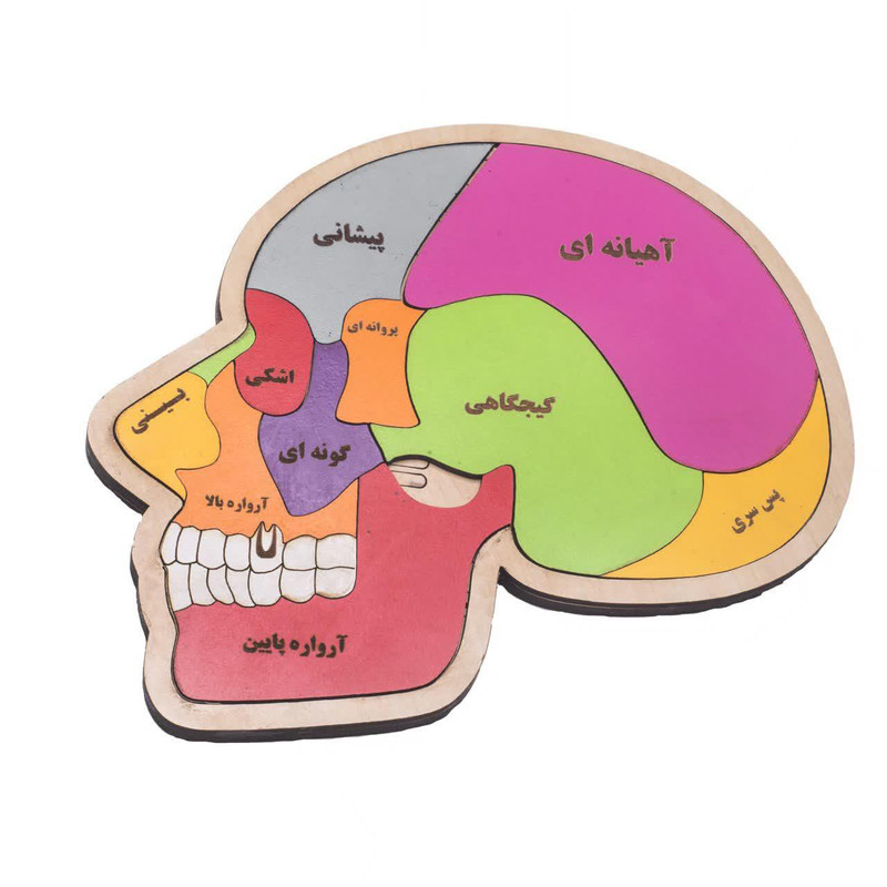بازی آموزشی مدل مغز