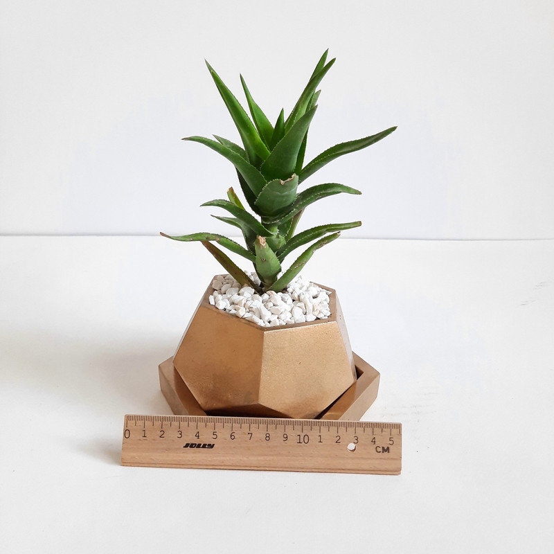 گیاه طبیعی مدل آلوئه ورا کد 11