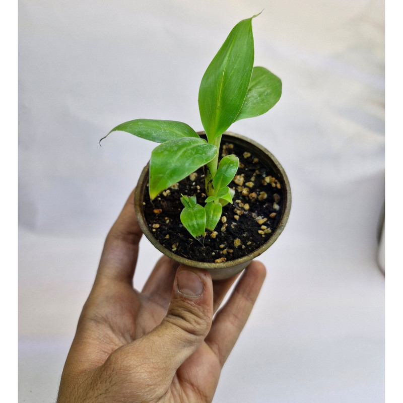 گیاه طبیعی نهال موز پاکوتاه کد 05