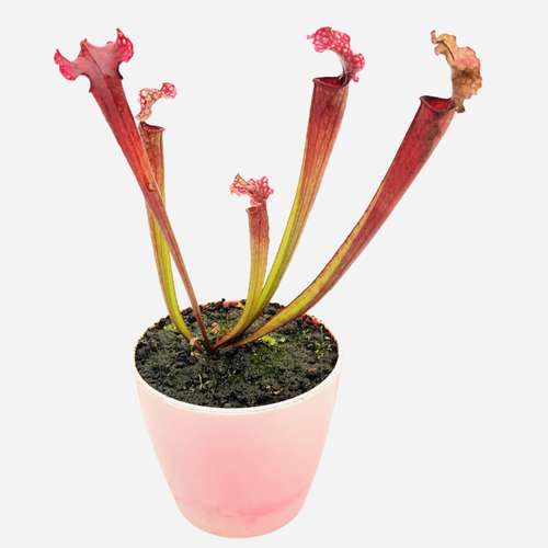 گیاه طبیعی ساراسنیا مدل گوشتخوار