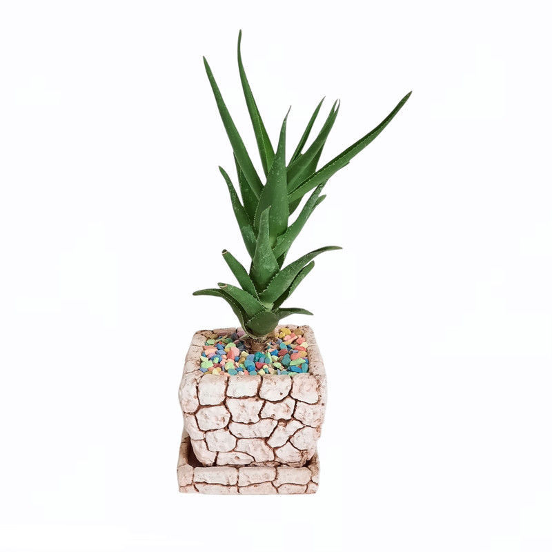 گیاه طبیعی آلوئه ورا مدل شاخ بزی