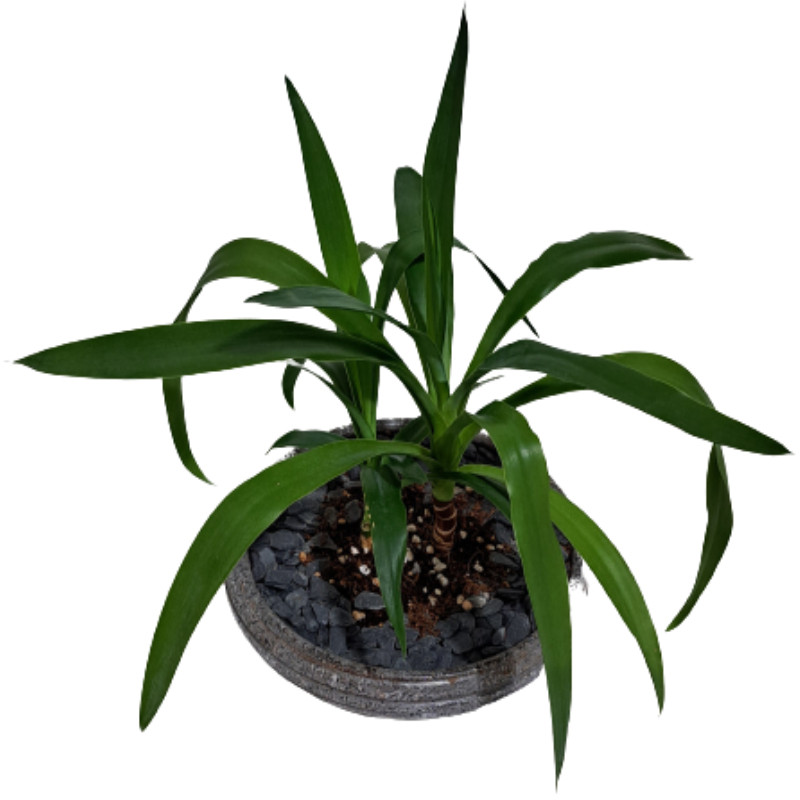 گیاه طبیعی بونسای یوکا مدل 402