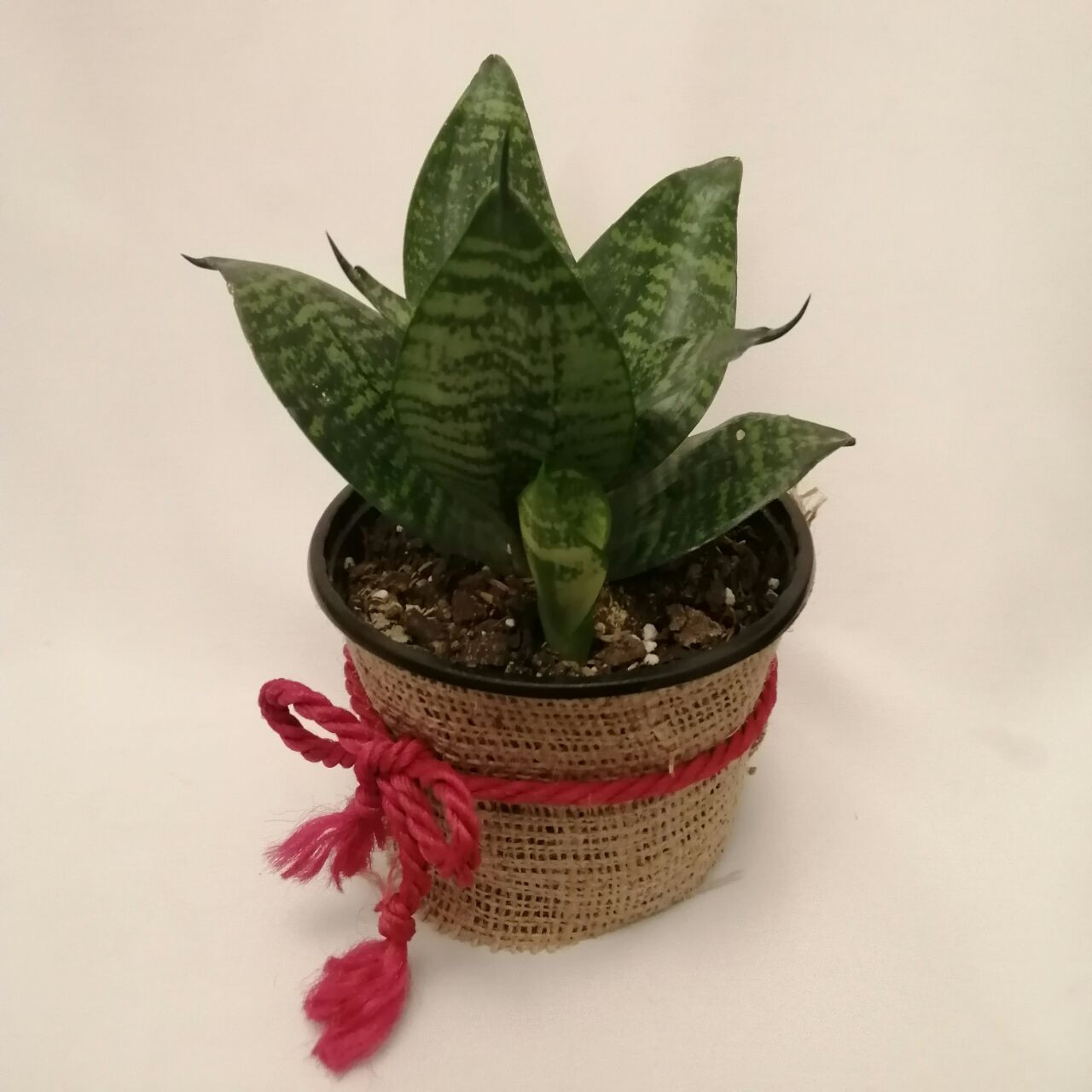 گیاه طبیعی سانسوریا پا کوتاه کد pg_12