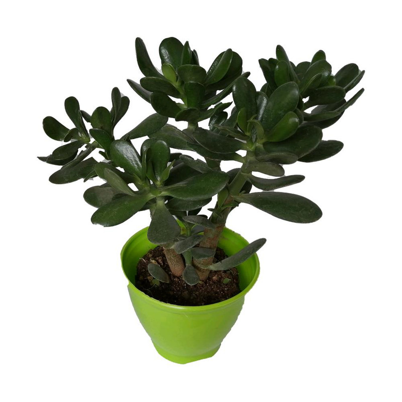 گیاه طبیعی کراسولا قاشقی کد mp02