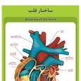 پوستر آموزشی طرح آناتومی ساختار قلب