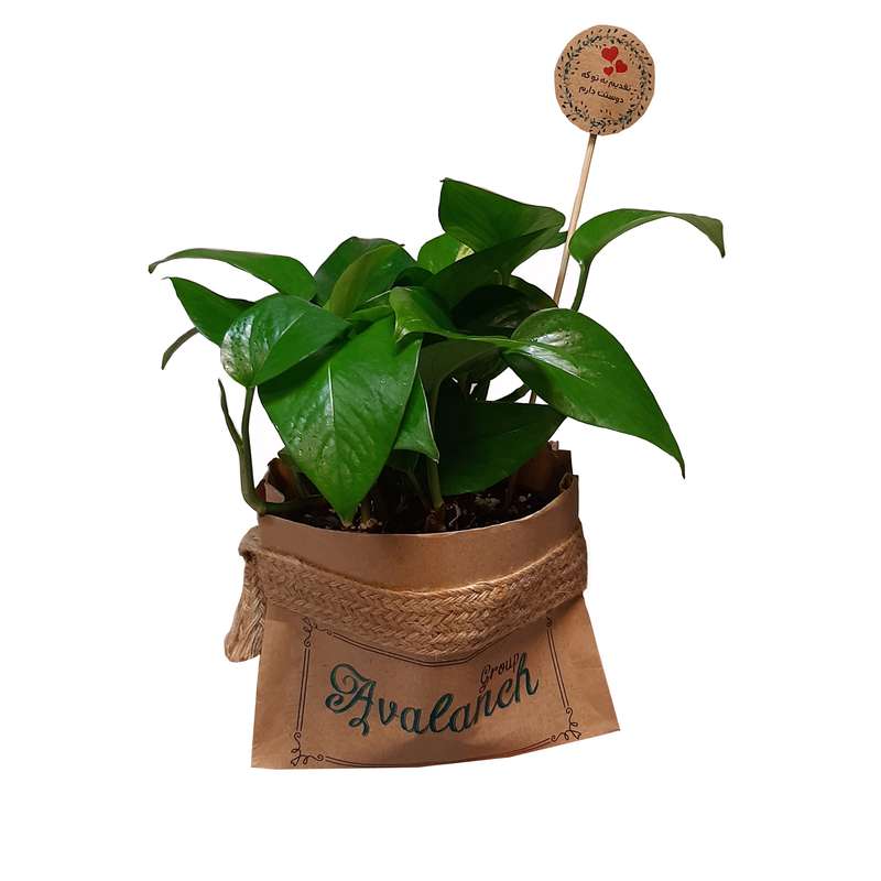 گیاه طبیعی پوتوس کدA.P.01