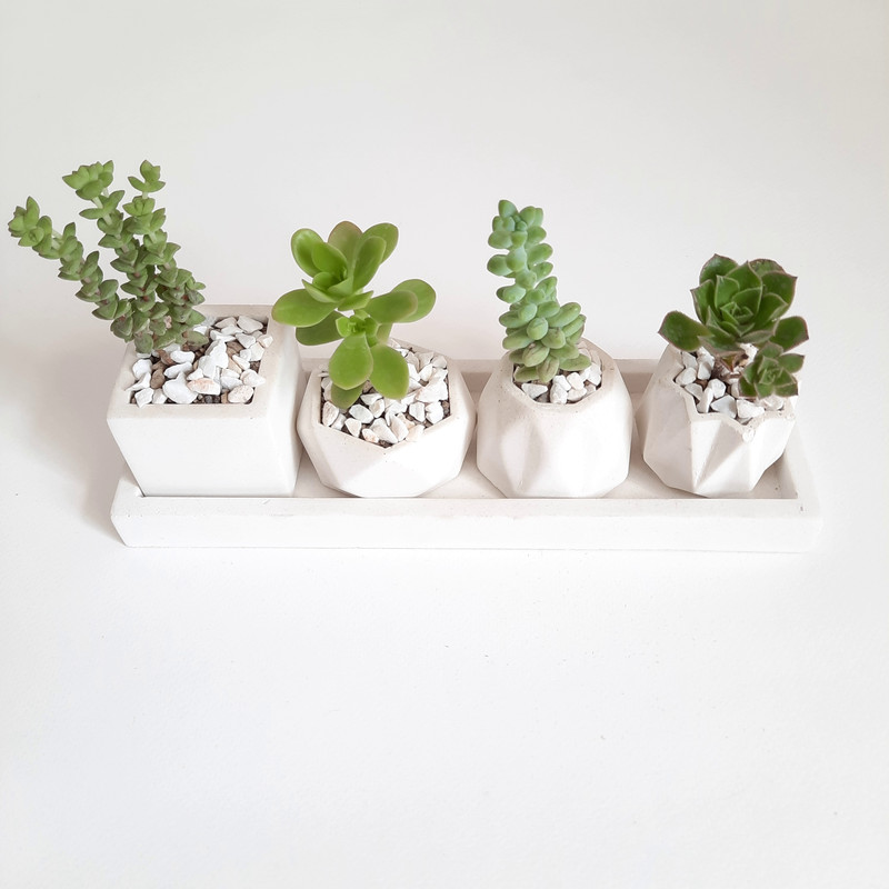 گیاه طبیعی ساکولنت و کاکتوس مدل 01 مجموعه 4 عددی گیاه طبیعی ساکولنت و کاکتوس مدل 01 مجموعه 4 عددی